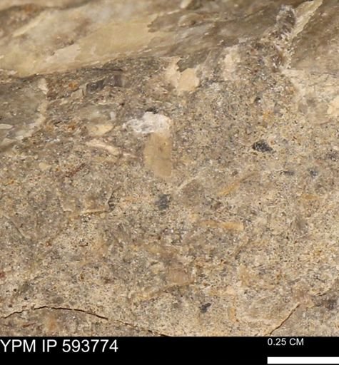 Baculites sp.