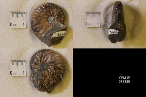 Jeletzkytes nebrascensis