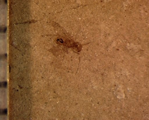 Psocoptera?