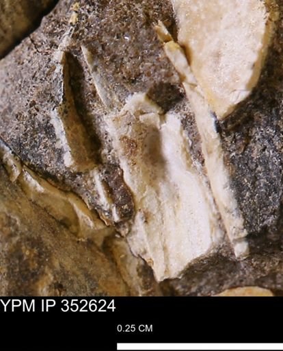 undet. Mollusca