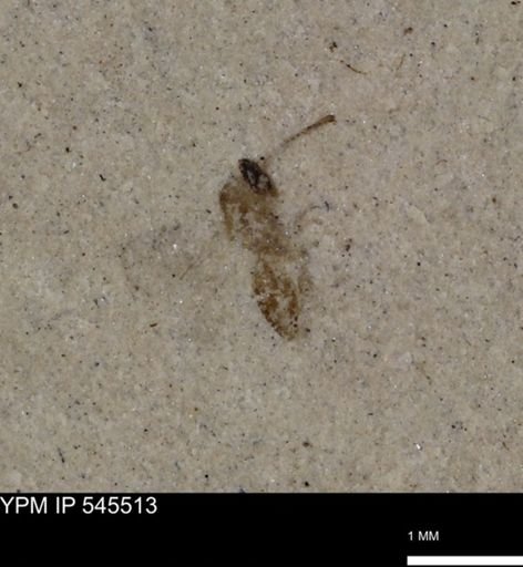 Hymenoptera?