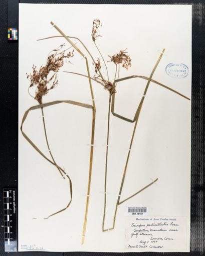 Scirpus pedicellatus