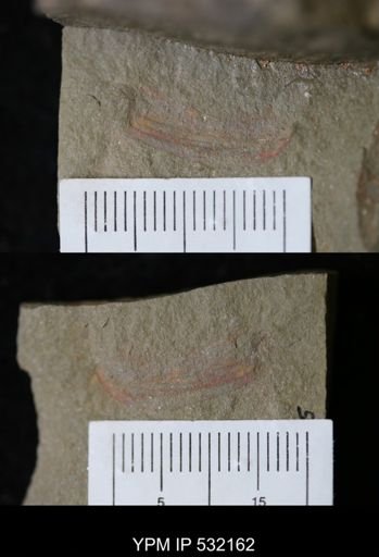 undet. Arthropoda