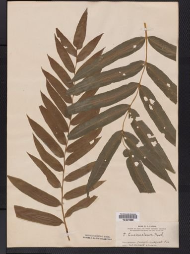 Polypodium