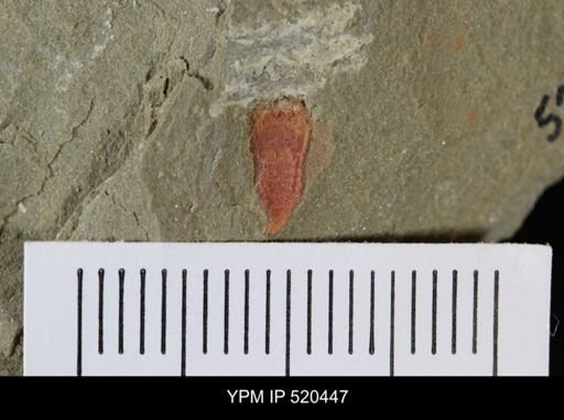 undet. Arthropoda
