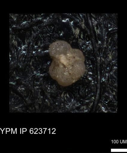 undet. Rugoglobigerinidae