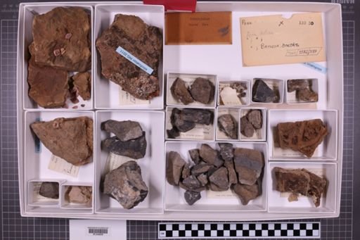 mixed taxa, stratigraphic collection