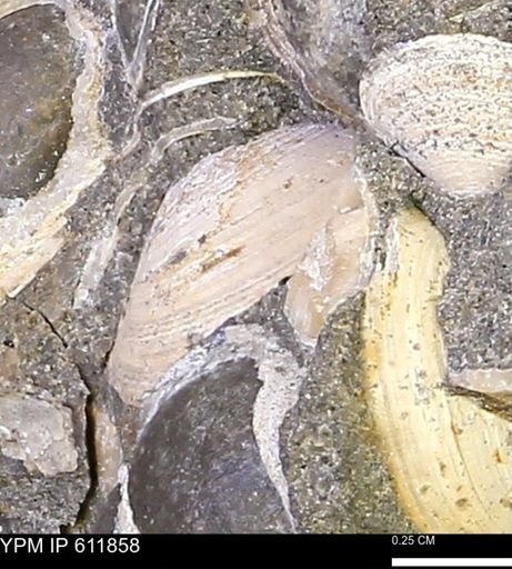 Protocardia sp.