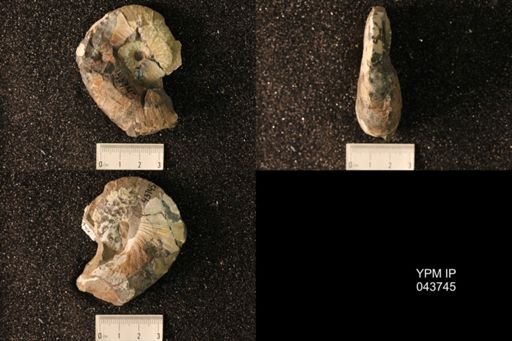 Hoploscaphites nicolletii