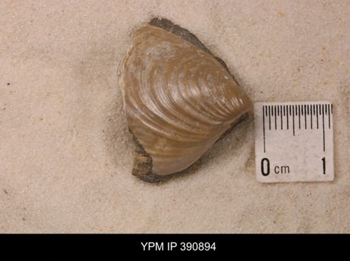 Bivalvia