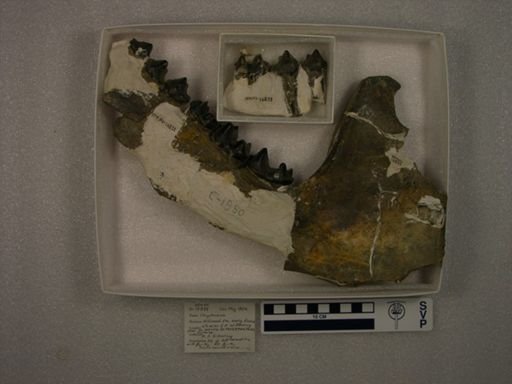 Coryphodon