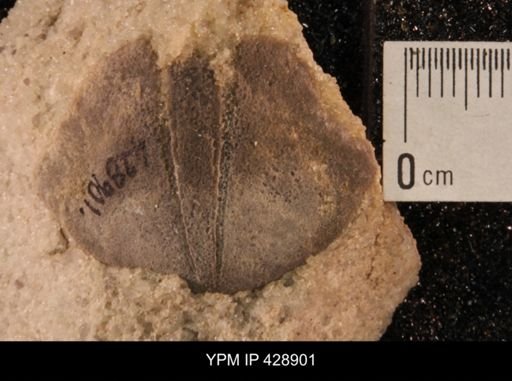 undet. Pentameridae