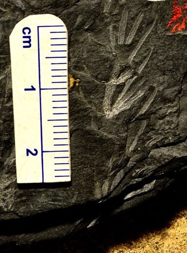 Asterophyllites sp.
