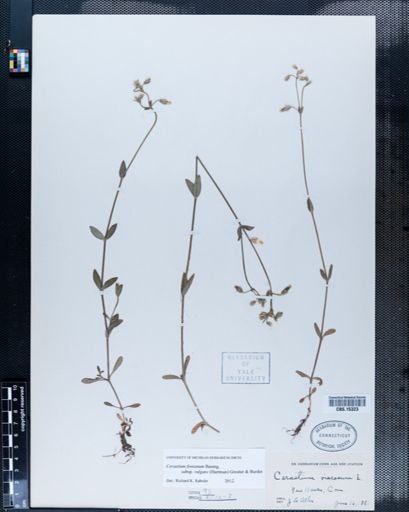 Cerastium fontanum vulgare