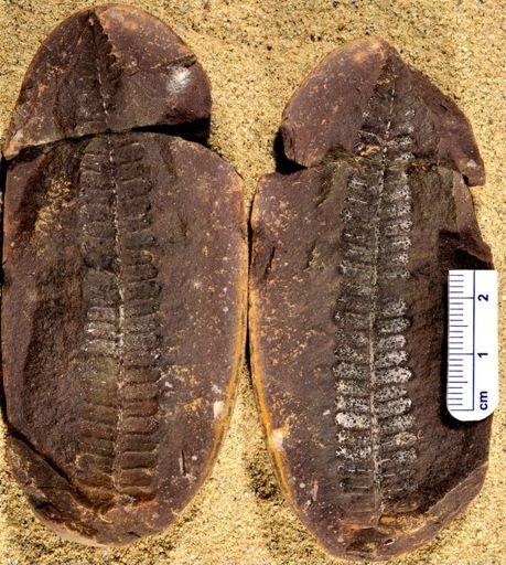 Pecopteris sp.