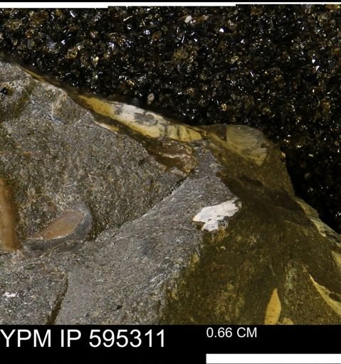 undet. Mollusca