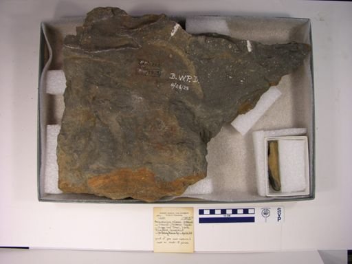 Anchisauripus sillimani