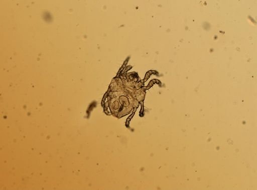 Isobactrus setosus