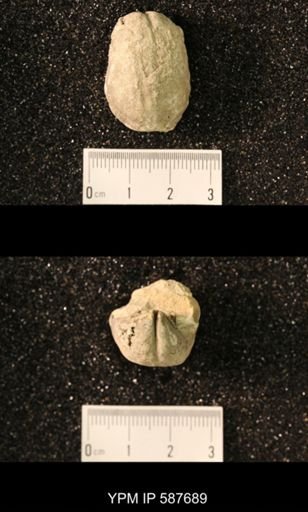 Virgiana barrandei
