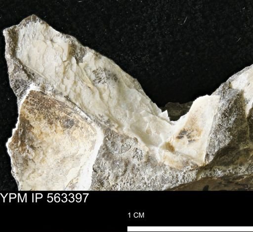 undet. Bivalvia