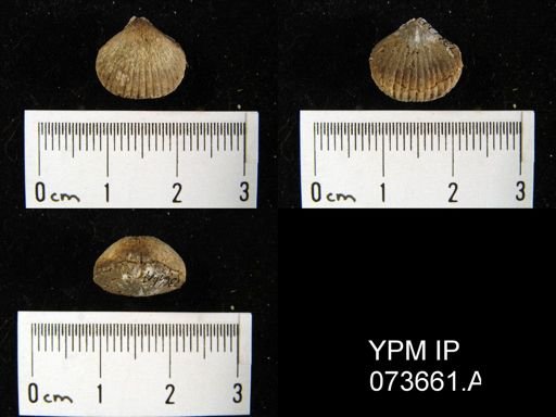 Camarotoechia perryvillensis