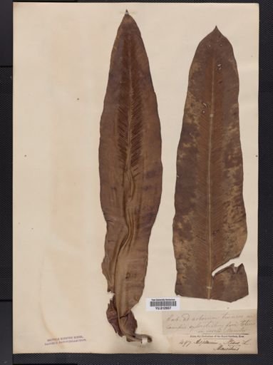 Asplenium