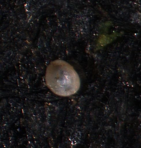 undet. Bivalvia