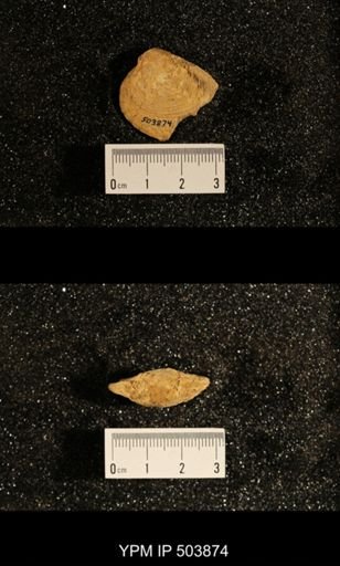 Astartella concentrica