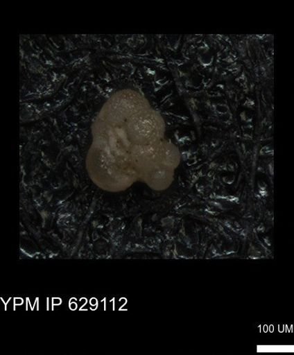 undet. Rugoglobigerinidae