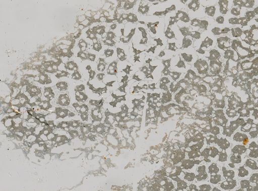 Ceratoporella nicholsoni