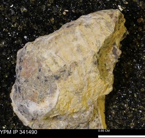 Scaphites sp.