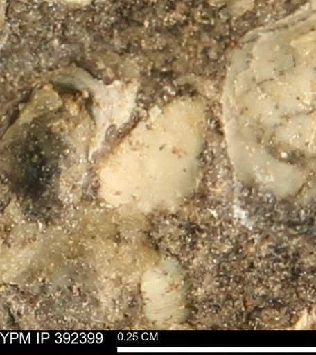 Protocardia subquadrata