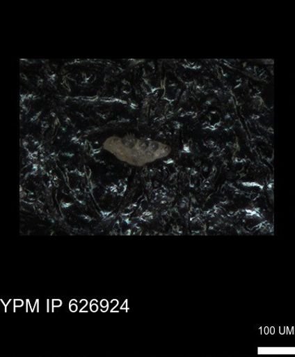 undet. Heterohelicidae
