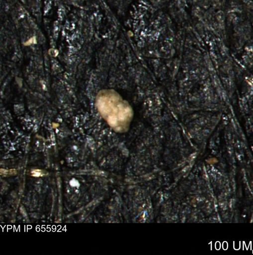 Ammobaculites euides