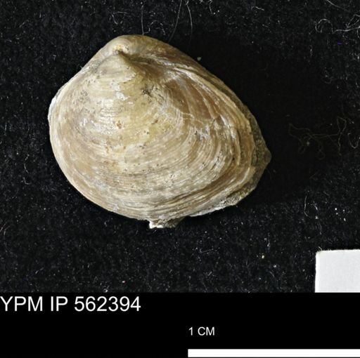 Limopsis striatopunctatus