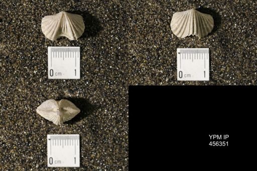 Platystrophia biforata