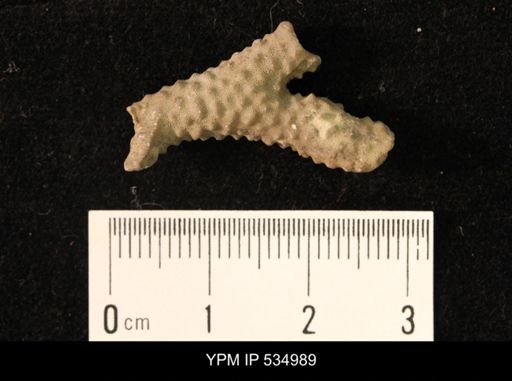 Parvohallopora?