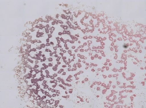 Stromatospongia norae