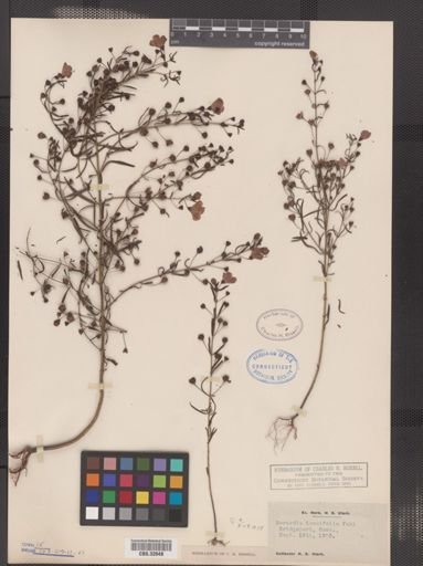Agalinis tenuifolia
