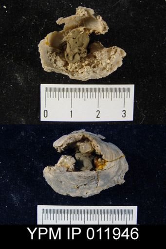 Richthofenia uddeni