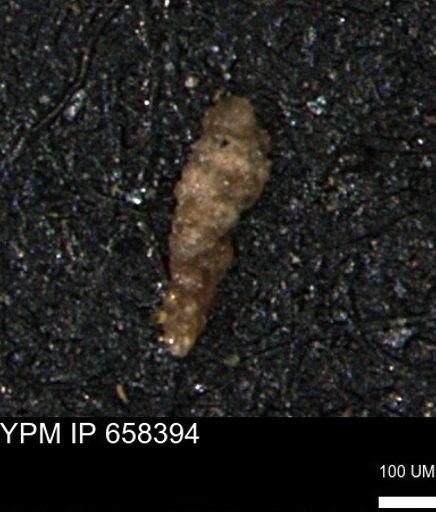 Verneuilinoides kansasensis