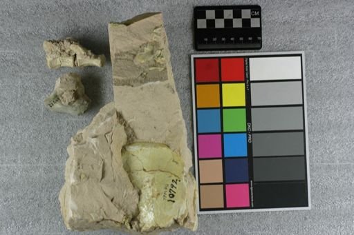 Eporeodon major