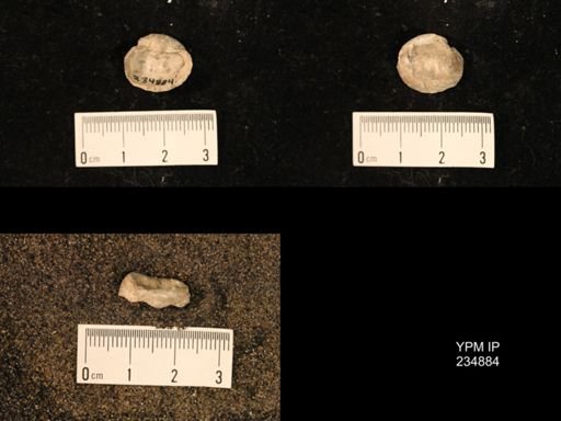 Marginifera fragilis