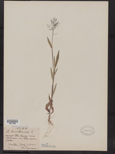 Panicum lanuginosum
