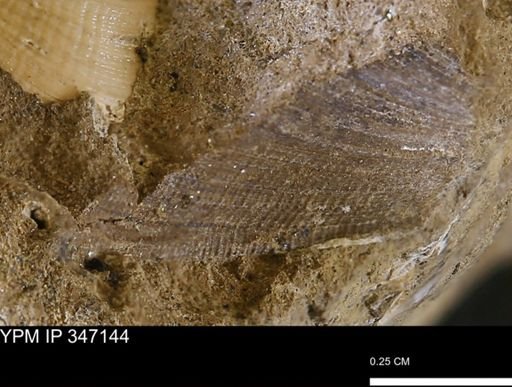 undet. Bivalvia