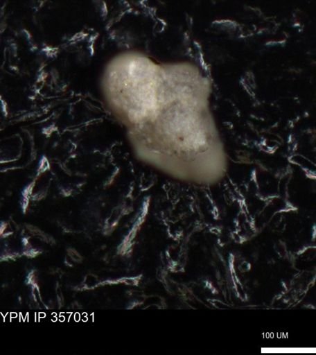 undet. Foraminiferida