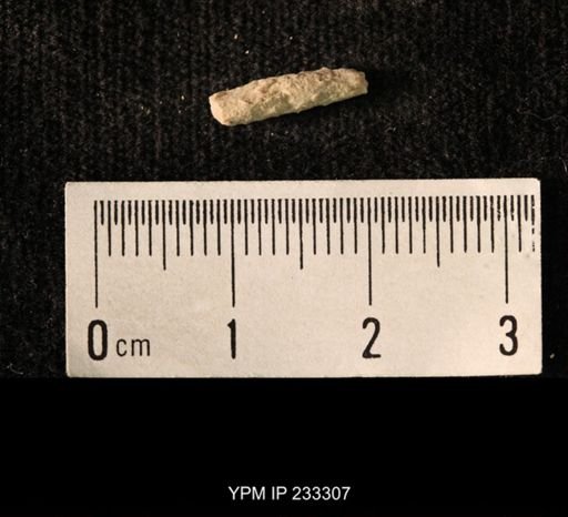Archaeocidaris sp.