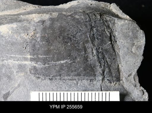Eurypterida