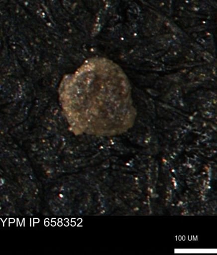 Spirolocammina subcircularis