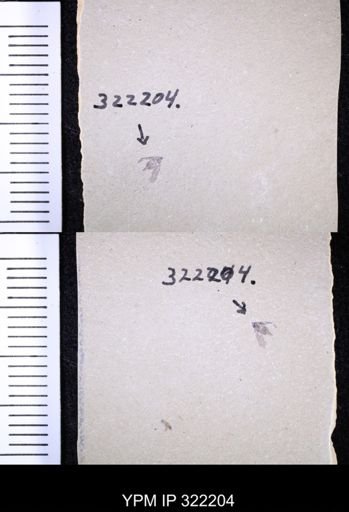 undet. Hemiptera